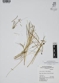 Triglochin scilloides image